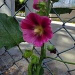 Alcea roseaBloem