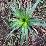 Eryngium agavifolium ഇല