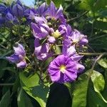 Solanum wendlandii Цвят