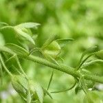 Veronica anagallis-aquatica Other