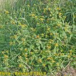 Bidens connata Habitus