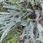 Achillea clypeolata Feuille