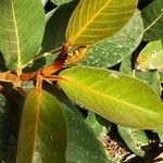 Ficus velutina Blatt