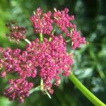 Mutellina purpurea Flower