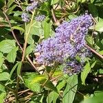 Ceanothus americanusЦвят