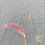 Cenchrus polystachios 花