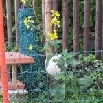 Brassica napusFlower