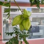 Koelreuteria paniculata ഫലം