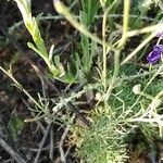 Delphinium pubescens Leaf