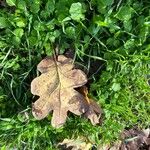 Quercus garryana Blad