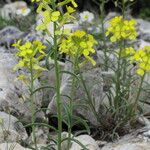 Erysimum ochroleucum Hábito