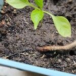 Capsicum chinense Leaf