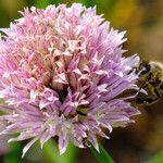 Allium schoenoprasum Flor