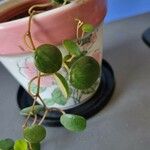 Peperomia rotundifolia叶