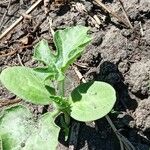 Cucumis melo Leaf