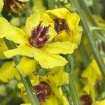 Verbascum chaixii Fiore