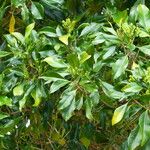 Syzygium aromaticum ᱵᱟᱦᱟ