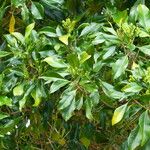 Syzygium aromaticum Цветок