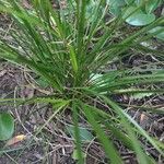 Carex lachenalii Hoja