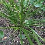 Carex lachenalii Liść