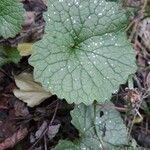 Alliaria petiolata Leaf