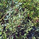 Shepherdia canadensis List