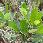 Gastrolepis austrocaledonica Leaf