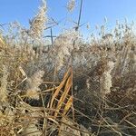 Phragmites australisBark