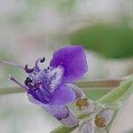 Vitex negundo Floare