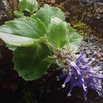 Paederota bonarota Libunga