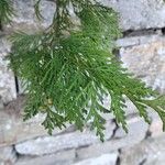 Thuja plicataFlower