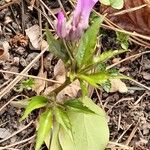 Cardamine pentaphyllos Flower