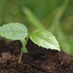 Celtis prantlii Hoja
