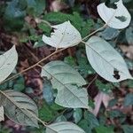 Diospyros onanae List