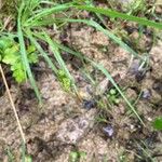 Carex pallescens Flower