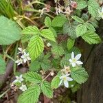 Rubus ursinus 葉