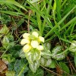 Lamium galeobdolonLeaf