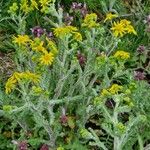 Senecio vernalis Hábito