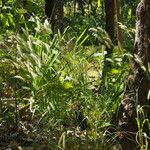 Cenchrus pedicellatus Habit