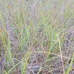 Calamagrostis breviligulata Leaf