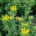 Cytisus supinus पत्ता