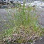 Typha domingensis Агульны выгляд