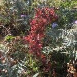 Chenopodium chenopodioides Hábito