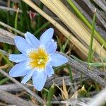 Gentiana sedifolia Flor