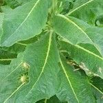 Verbascum lychnitis Leaf