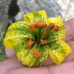 Lilium pyrenaicum Flower