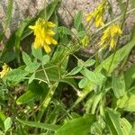 Trigonella esculenta Diğer