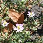 Spergularia rubra Kukka