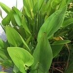 Pontederia cordata Likasa