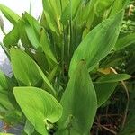 Pontederia cordata Fuelha